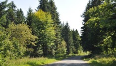 Drogi w bieszczadzkich terenach leśnych